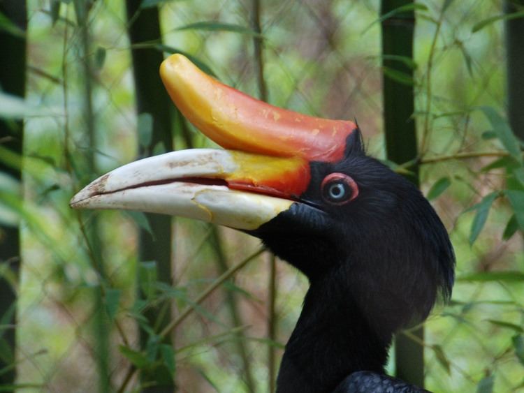 Rhinoceros hornbill wwwtheonlinezoocomimg15toz15361ljpg