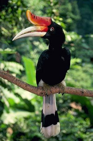 Rhinoceros hornbill Rhinoceros Hornbill For Sale