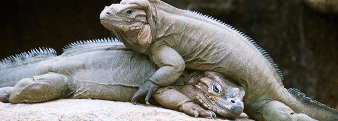 Rhinoceros iguana Australia Zoo Reptiles
