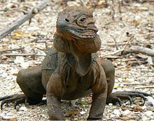 Rhinoceros iguana httpsuploadwikimediaorgwikipediacommonsthu