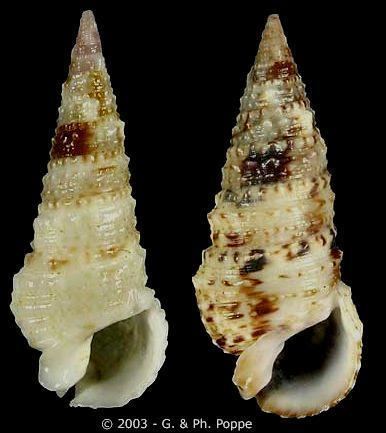 Rhinoclavis Rhinoclavis Longicerithium articulata