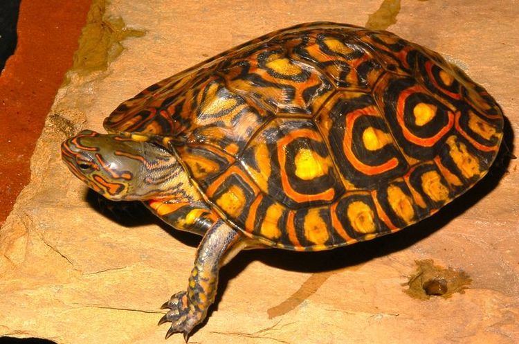 Rhinoclemmys CalPhotos Rhinoclemmys pulcherrima manni Ornate Wood Turtle