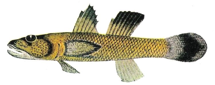 Rhinogobius carpenteri