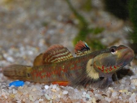 Rhinogobius duospilus Rhinogobius Duospilus Flame Cheeked Goby We Like Gobies Pinterest