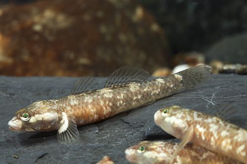 Rhinogobius duospilus white cheek goby reg rhinogobius duospilus Segrest Farms