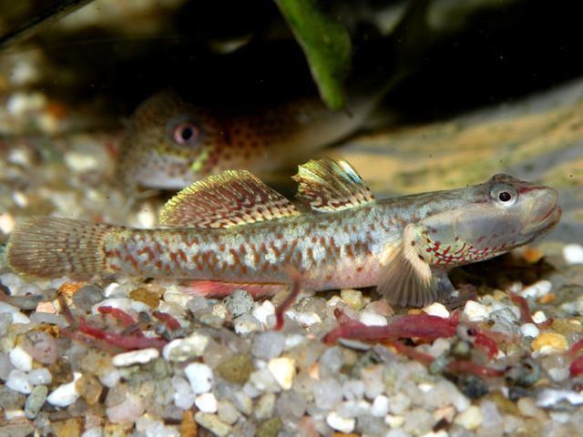 Rhinogobius duospilus Diaporama de Rhinogobius duospilus Association Aquariophilieorg