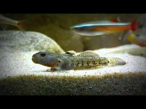 Rhinogobius duospilus Rhinogobius Duospilus YouTube