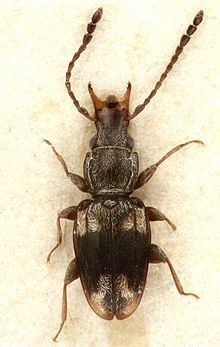 Rhinolaemus httpsuploadwikimediaorgwikipediacommonsthu
