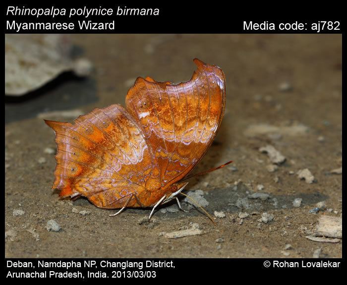 Rhinopalpa polynice Rhinopalpa polynice Wizard Butterflies of India