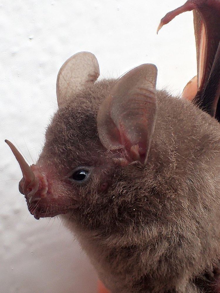 Rhinophylla Alchetron, The Free Social Encyclopedia