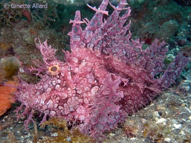 Rhinopias frondosa Alor rhinopias critters UW photography