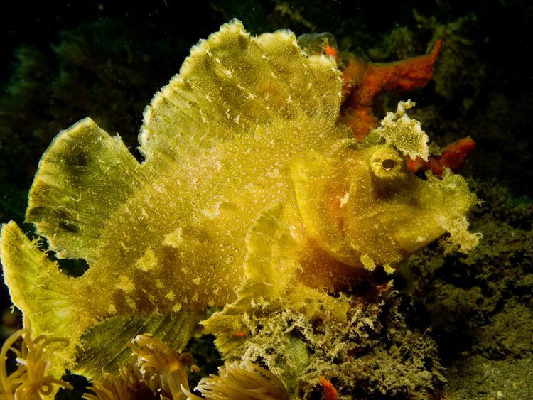 Rhinopias frondosa FileRhinopias frondosa Weedy scorpionfishjpg Wikimedia Commons