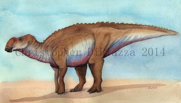 Rhinorex Prehistoric Beast of the Week Rhinorex Prehistoric Animal of the Week