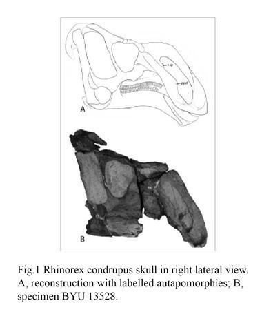 Rhinorex phenomenanationalgeographiccomfiles201409rhi