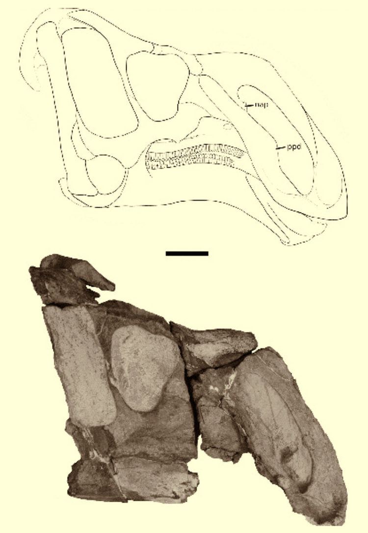 Rhinorex Rhinorex condrupus New Herbivorous Dinosaur Discovered in Utah