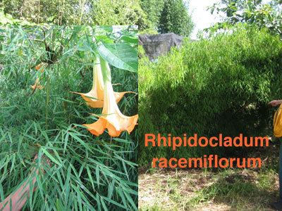 Rhipidocladum BambooWeb Rhipidocladum racemiflorum photos and Information pg2