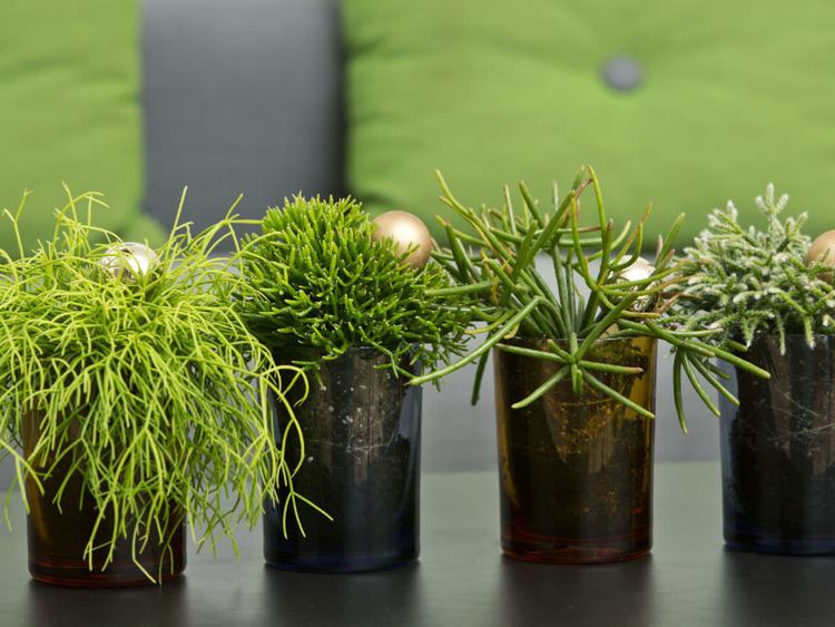 Rhipsalis How to Grow and Care for Rhipsalis World of Succulents