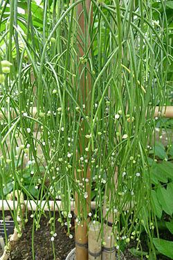 Rhipsalis baccifera Rhipsalis baccifera Wikispecies