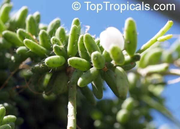 Rhipsalis mesembryanthemoides Rhipsalis sp Mistletoe TopTropicalscom