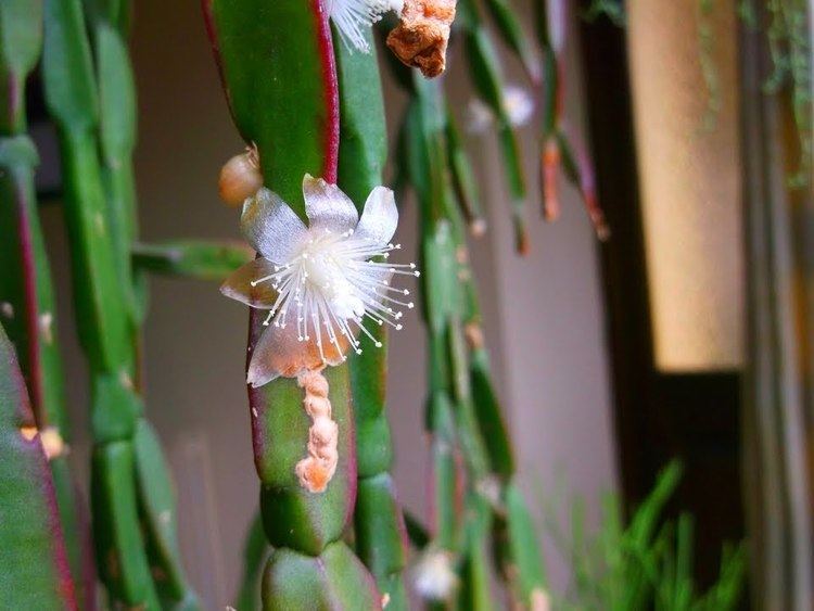 Rhipsalis paradoxa Rhipsalis Paradoxa 39Chain Cactus39 with buds and flowers March 2015