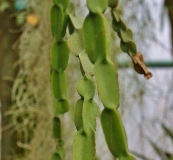 Rhipsalis paradoxa Rhipsalis paradoxa Chain Cactus Chain Rhipsalis Link Plant