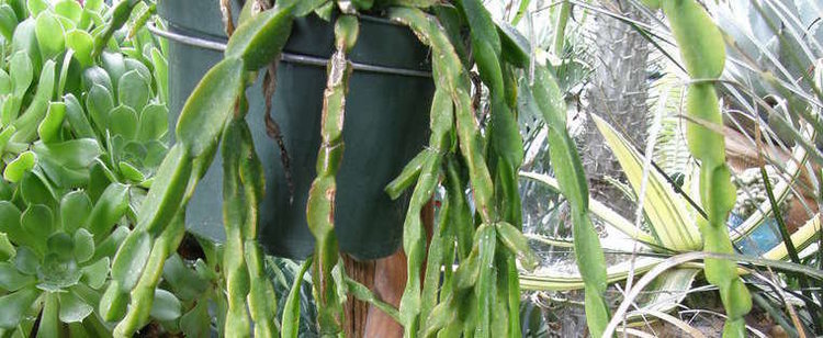 Rhipsalis paradoxa Chain Rhipsalis Chain Cactus Link Plant Rhipsalis paradoxa