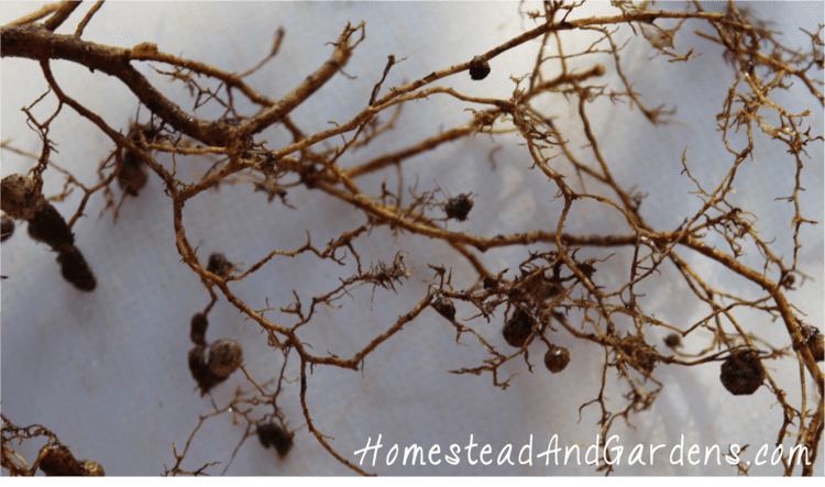 Rhizobia Rhizobia and the Protein Makers Homestead amp Gardens