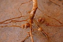 Rhizobia httpsuploadwikimediaorgwikipediacommonsthu