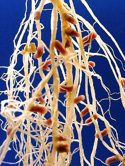 Rhizobium Nitrogen Fixation for Dummies City Sown