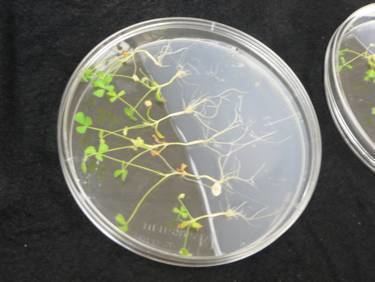 Rhizobium rhizogenes Agrobacterium rhizogenes transformation