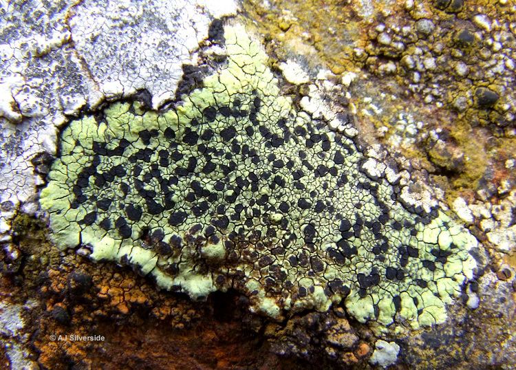Rhizocarpon geographicum Rhizocarpon geographicum images of British lichens