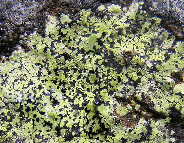 Rhizocarpon geographicum Rhizocarpon geographicum images of British lichens