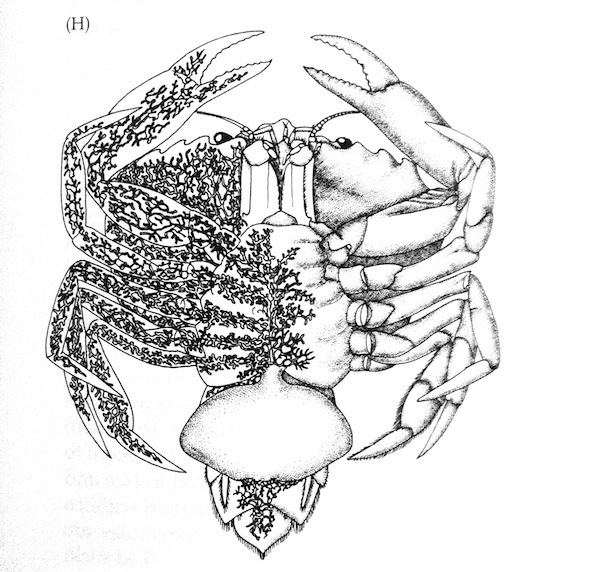 Rhizocephala The Most Repulsive Barnacle in the World Oceanographer39s Choice