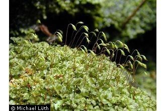 Rhizomnium punctatum Plants Profile for Rhizomnium punctatum rhizomnium moss