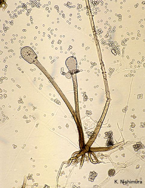 Rhizomucor Rhizomucor microsporus var rhizopodiformis microscopy1