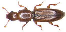 Rhizophagus (beetle) httpsuploadwikimediaorgwikipediacommonsthu