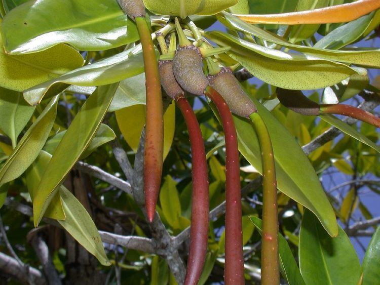 Rhizophora Rhizophora mangle Red Mangrove
