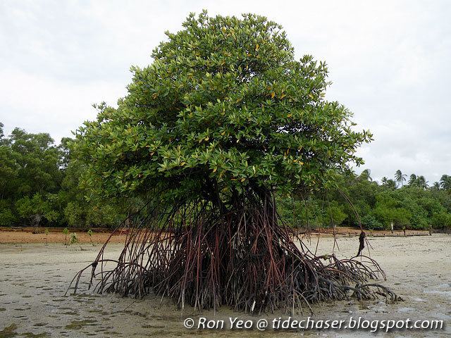 Rhizophora apiculata tHE tiDE cHAsER Bakau Minyak Rhizophora apiculata