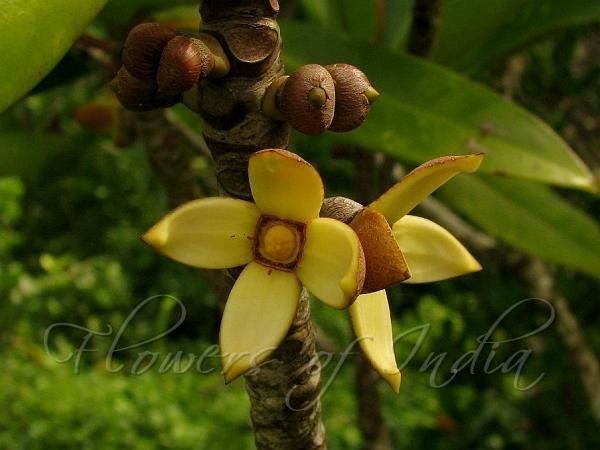 Rhizophora apiculata httpswwwflowersofindianetcatalogslidesTall