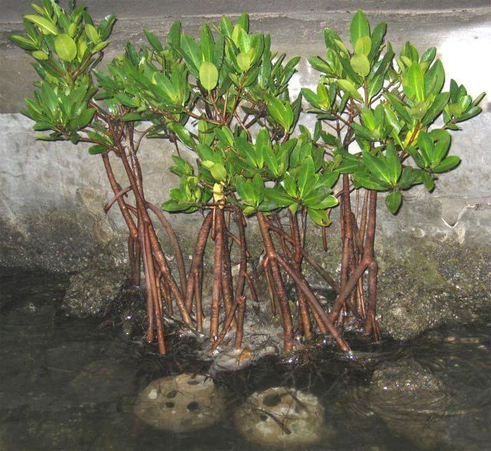 Rhizophora mangle rhizophora mangle cultivation 02jpg
