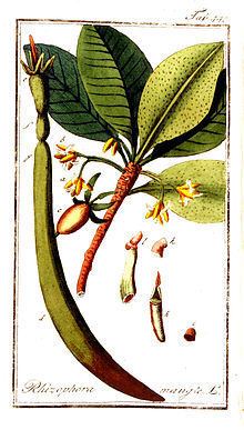 Rhizophora mangle httpsuploadwikimediaorgwikipediacommonsthu