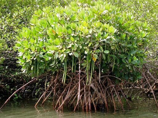 Rhizophora mucronata Rhizophora mucronata Asiatic Mangrove