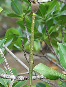 Rhizophora mucronata httpsuploadwikimediaorgwikipediacommonsthu