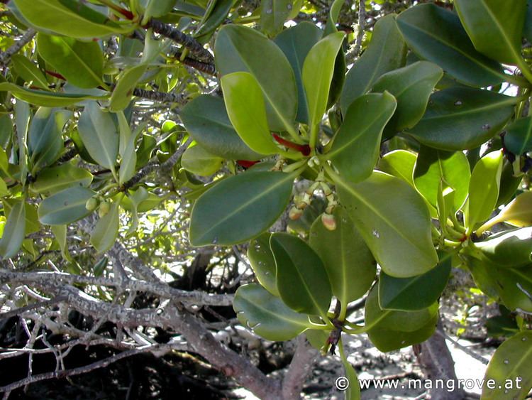 Rhizophora stylosa wwwmangroveatimagesspeciesrhizophorastylosa