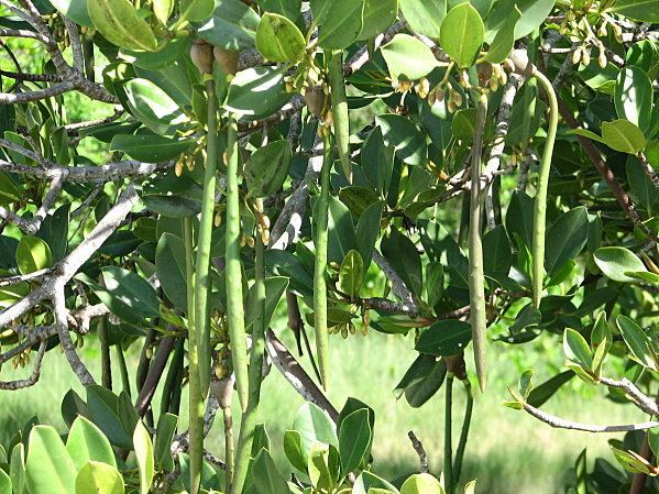 Rhizophora stylosa Rhizophora stylosa Stilted Mangrove