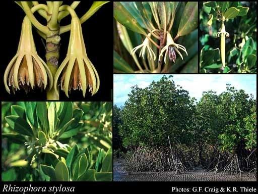Rhizophora stylosa Rhizophora stylosa Griff FloraBase Flora of Western Australia