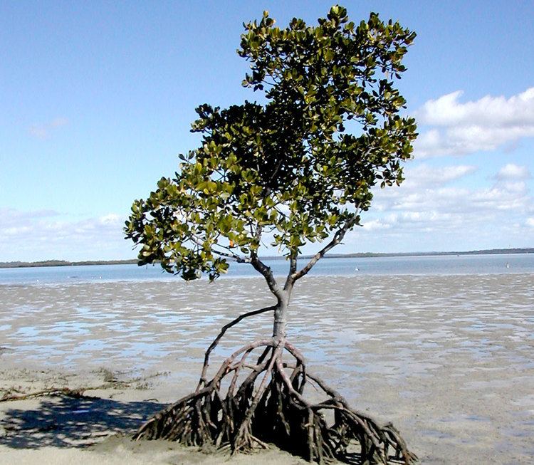 Rhizophora stylosa Rhizophora stylosa Stilted Mangrove