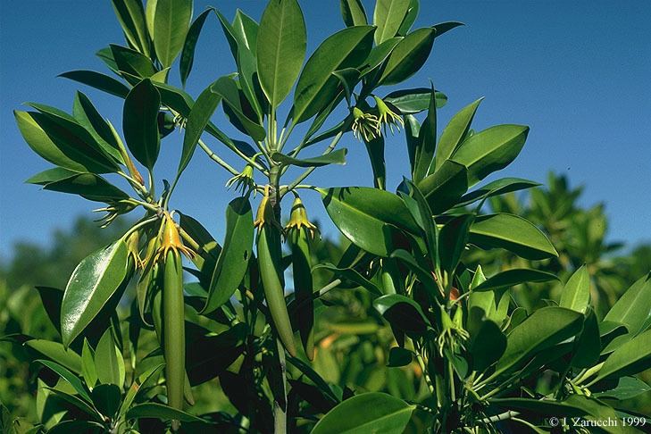 Rhizophoraceae Rhizophoraceae in Madagascar