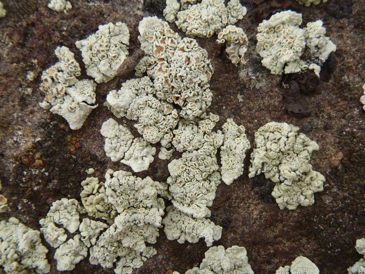 Rhizoplaca Ways of Enlichenment Lichens of North America