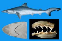 Rhizoprionodon Rhizoprionodon longurio Pacific sharpnose shark fisheries